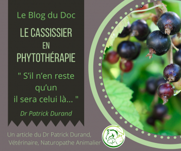 Le cassissier en phytotherapie